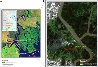 Changes in Leaf Litter Quality During Its Decomposition in a Tropical Planted Mangrove Forest (Can Gio, Vietnam)